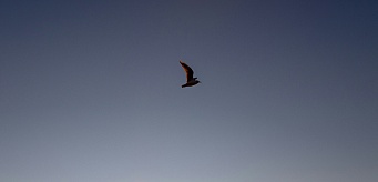 Subspace – die Kunst vom Fliegen: Körperwirklichkeit und psychische Reflexion